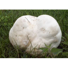 Мицелий Дождевика гигантского / Головач гигантский (Langermannia gigantea)